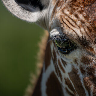 Solio - Close-up reticulated giraffe